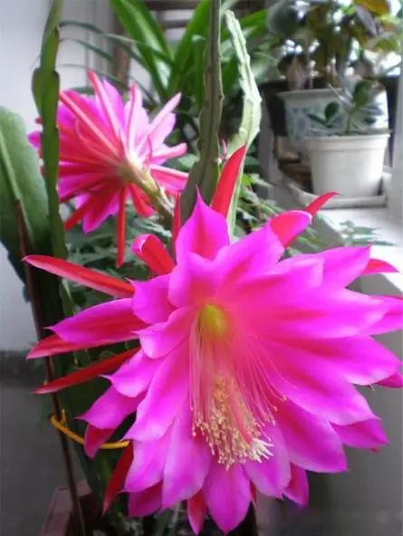 送给喜欢种花的人什么礼物,想养花却把花养死