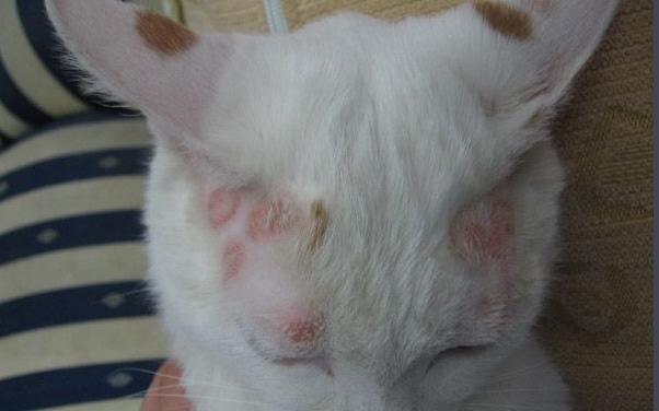 贪便宜买的猫,无良商家猫癣家里的猫全部中招