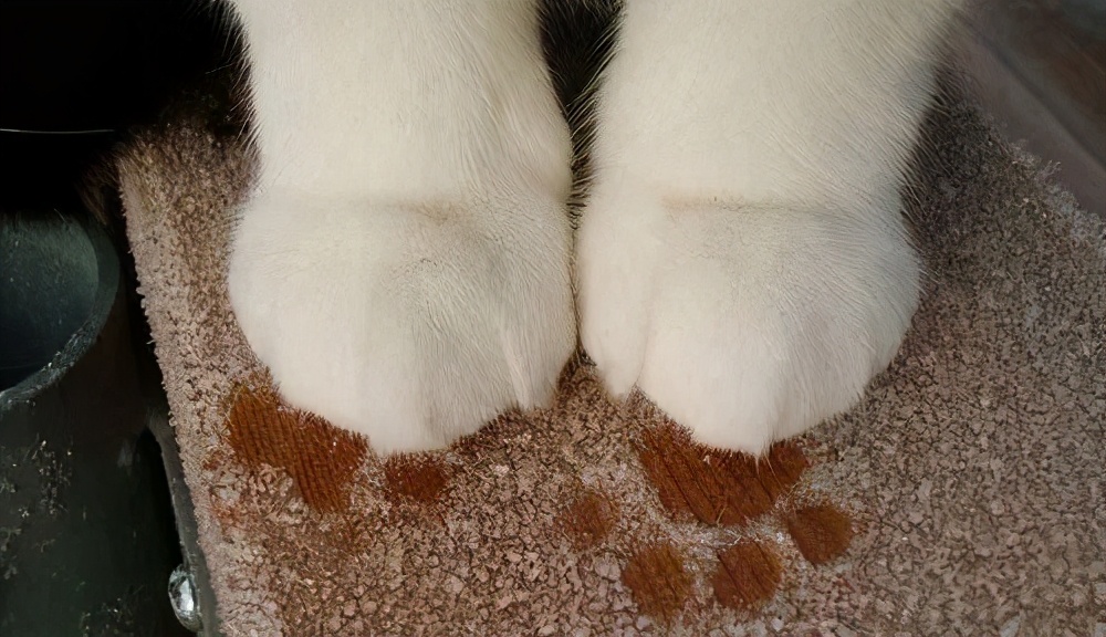 猫咪被脚臭到的视频,哪个品种的猫咪脾气最臭