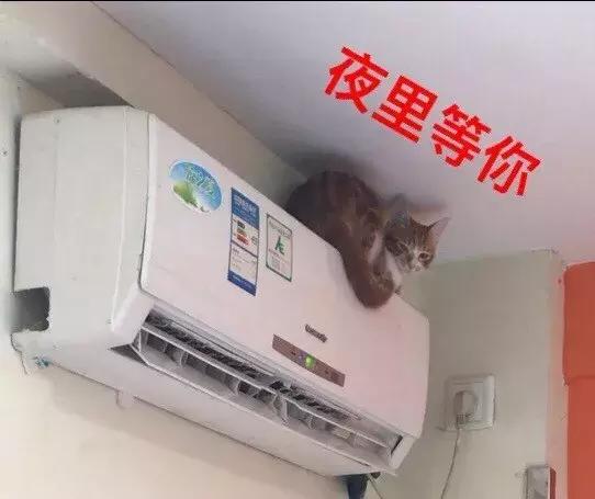 被猫踩了一脚出了一点点血,猫咪被人踩了一脚口吐白沫