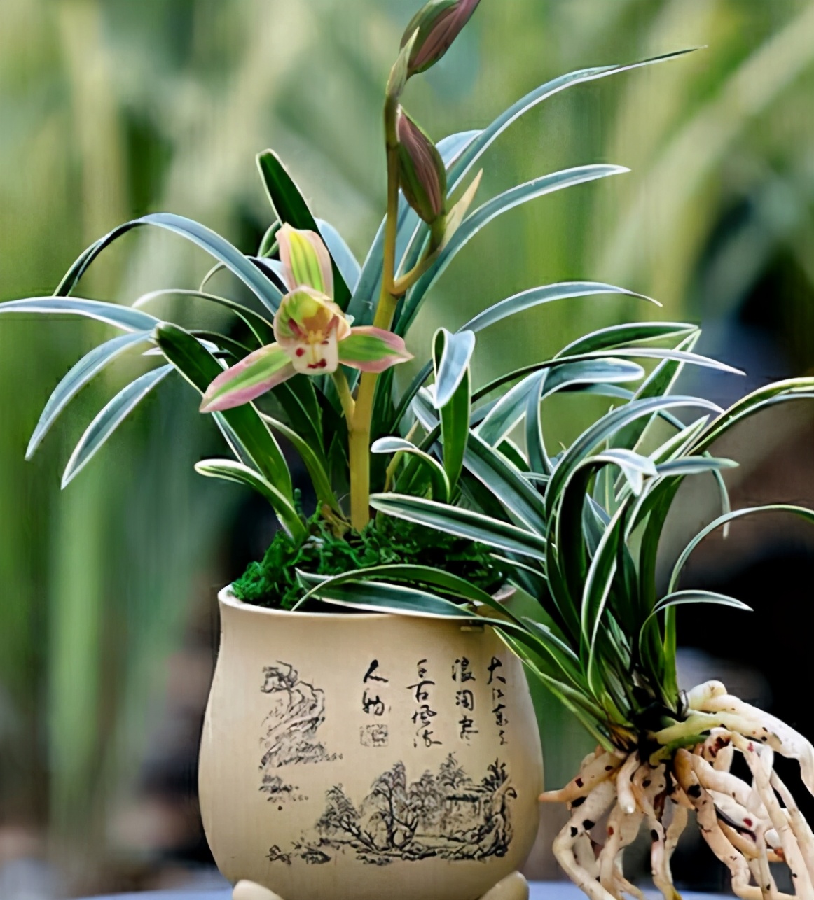 兰花图片及品种金边兰,兰花界的扛把子花色神秘叶带金边