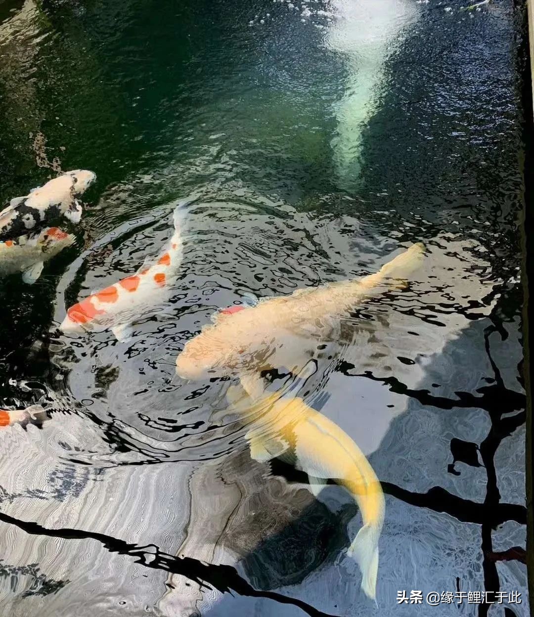 新鱼池除碱的最佳方案,水泥做的鱼池怎么脱碱