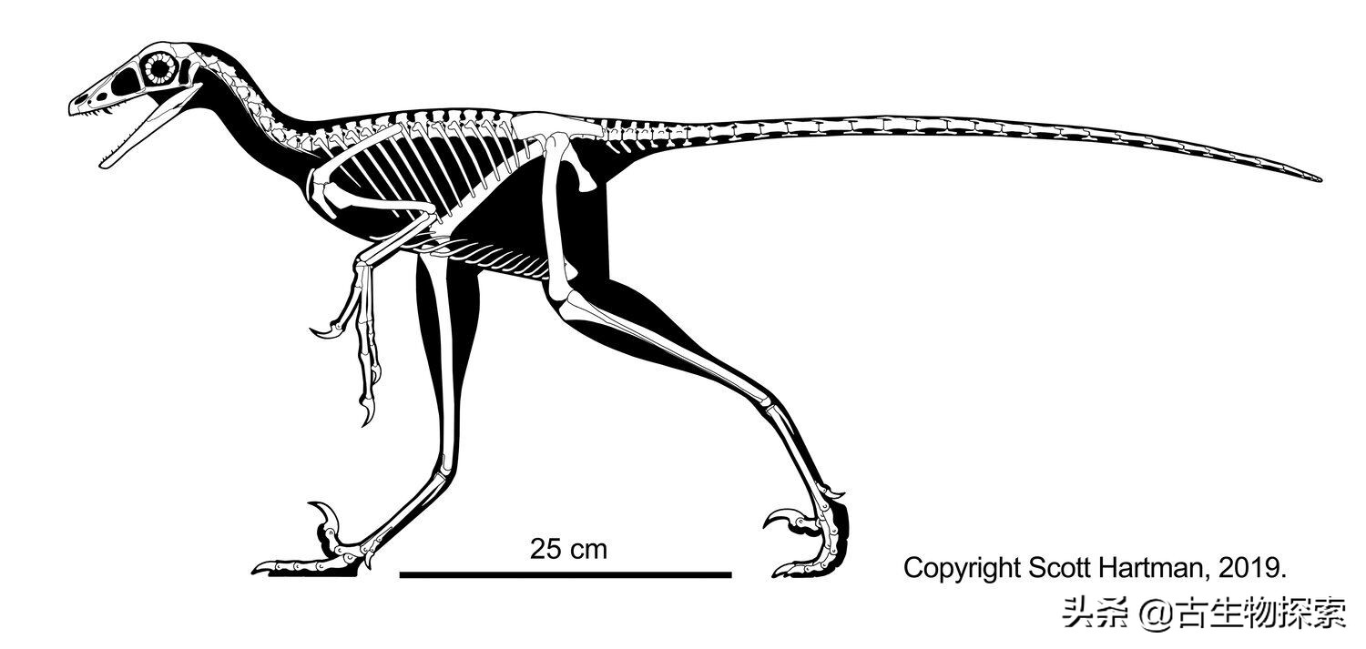 北美洲的恐龙有哪一些,阿根廷发现最古老巨型恐龙