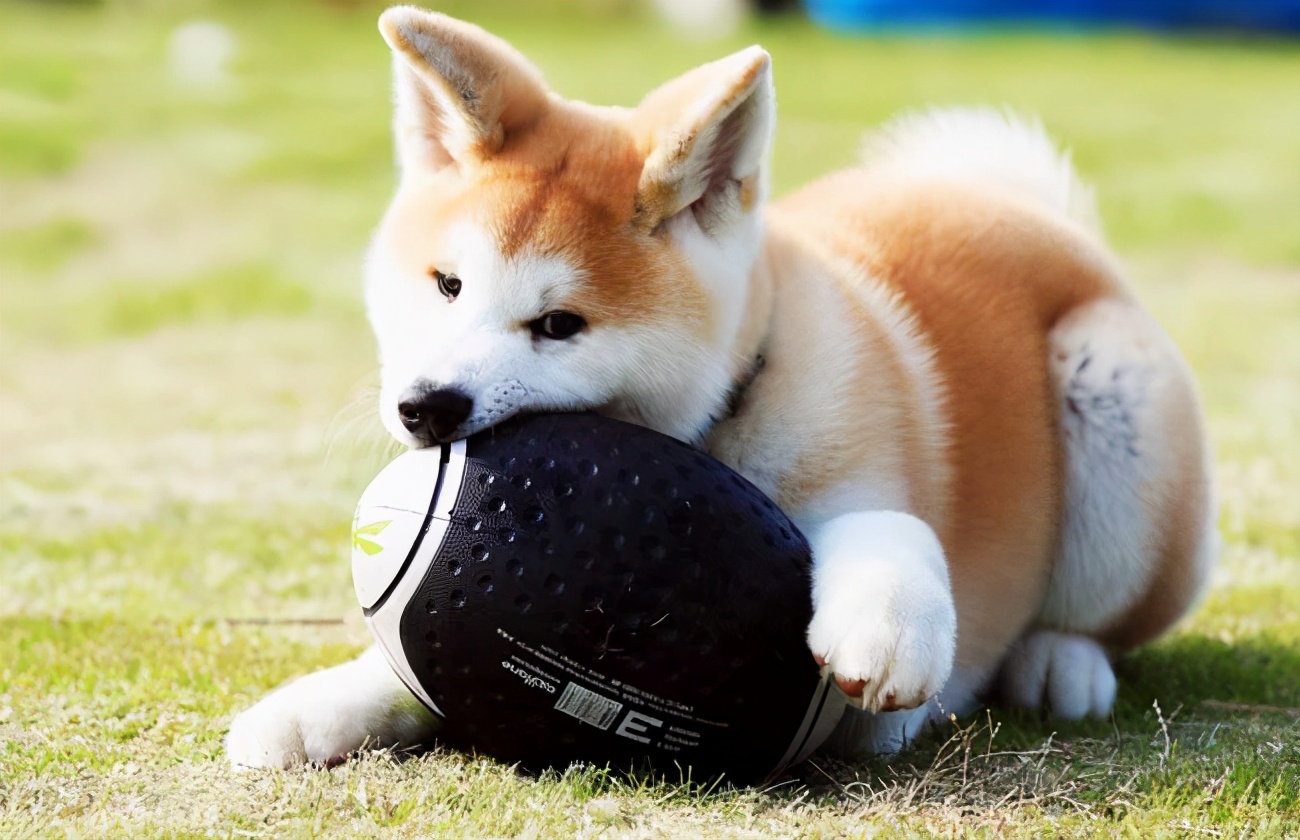 狗界中最通人性的5种狗,哪种狗最忠实护主又性格温顺