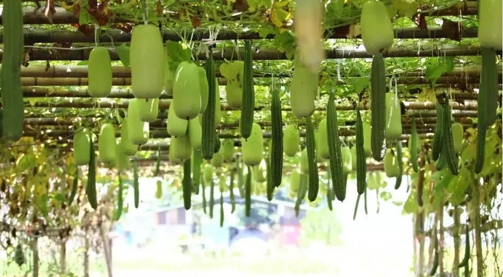 生僻字原唱完整版抖音,抖音网红生僻字是谁唱的