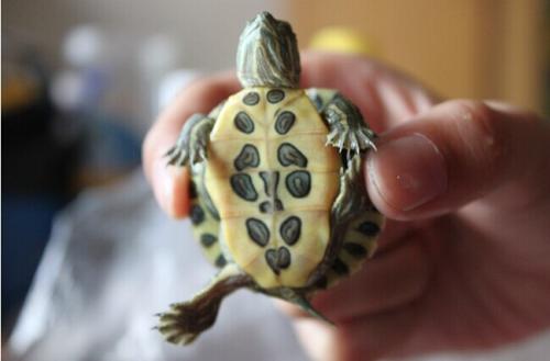 大量巴西龟,大量巴西龟最后到哪了