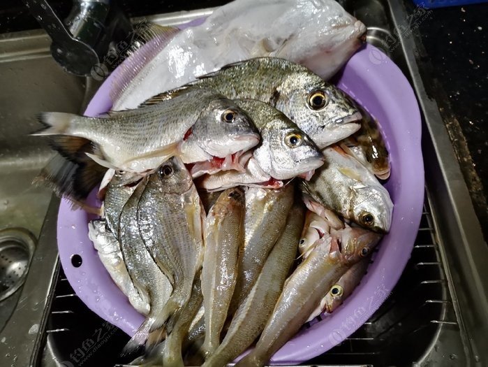 矶钓一竿远,精彩矶钓