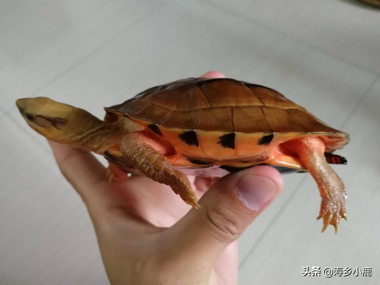 三线闭壳金钱龟为什么这么贵,金钱龟跟三线闭壳金钱龟区别