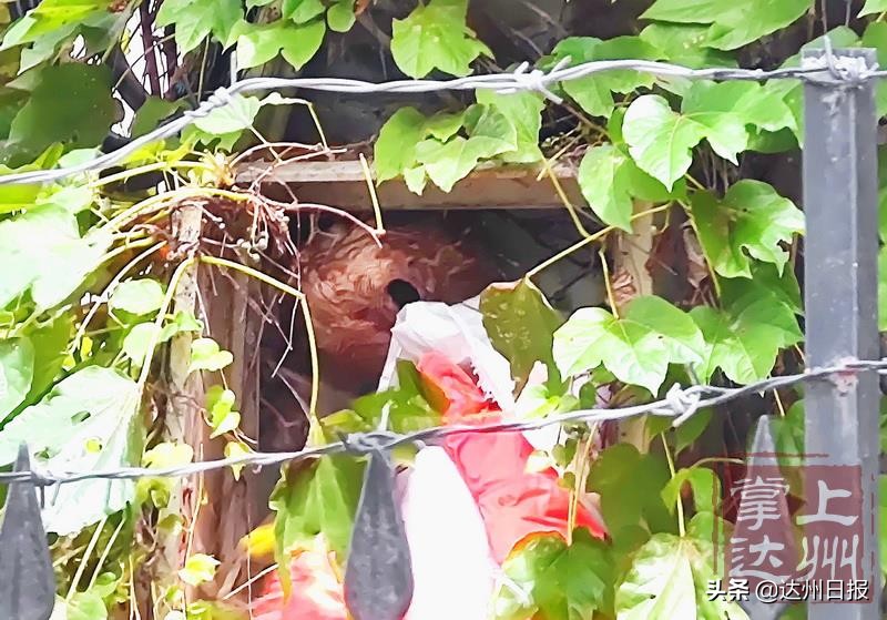 天热马蜂在蜂巢乱飞怎么回事,气温高马蜂如何过冬天