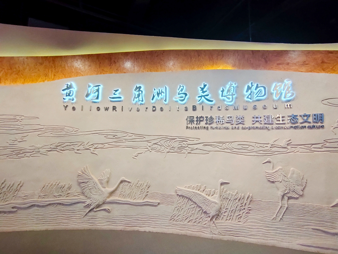 鸟类都会飞往南方过冬吗,鸟类全球迁徙