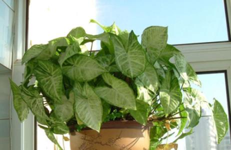 合果芋蔫了怎么办,合果芋干枯发黄