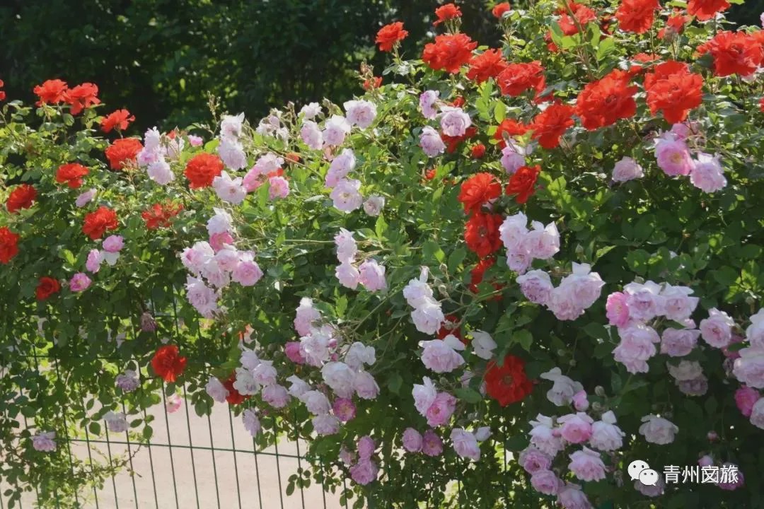 花满青州——初夏清浅微风起，蔷薇月季满城香