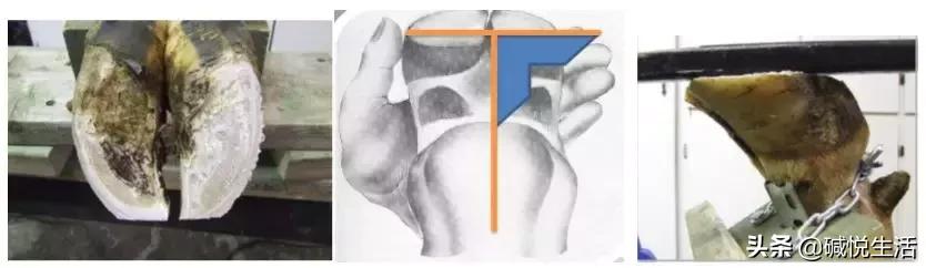 奶牛瘫痪症诊断,奶牛跛行的早期发现及五步修蹄法
