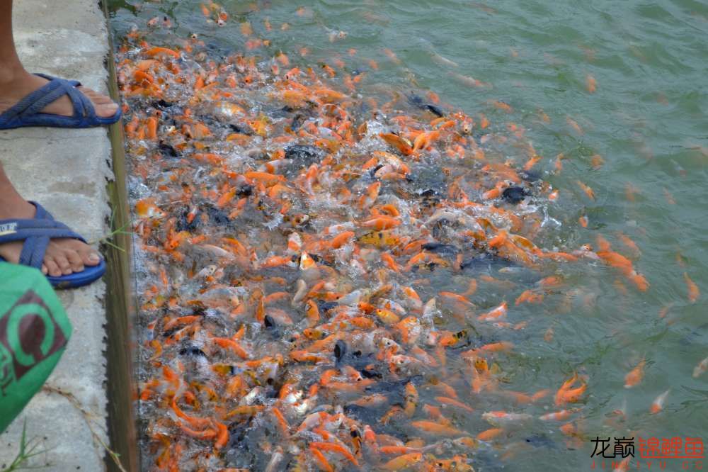 锦鲤苗成长,日本锦鲤水花苗成长