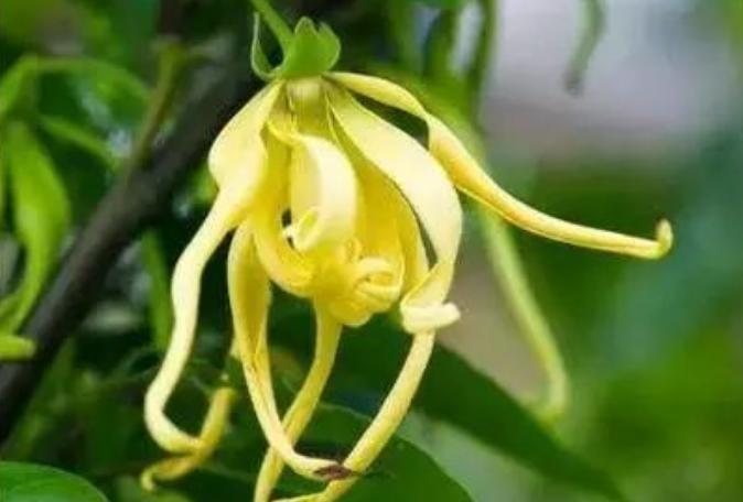 依兰花精油,依兰花精油品牌