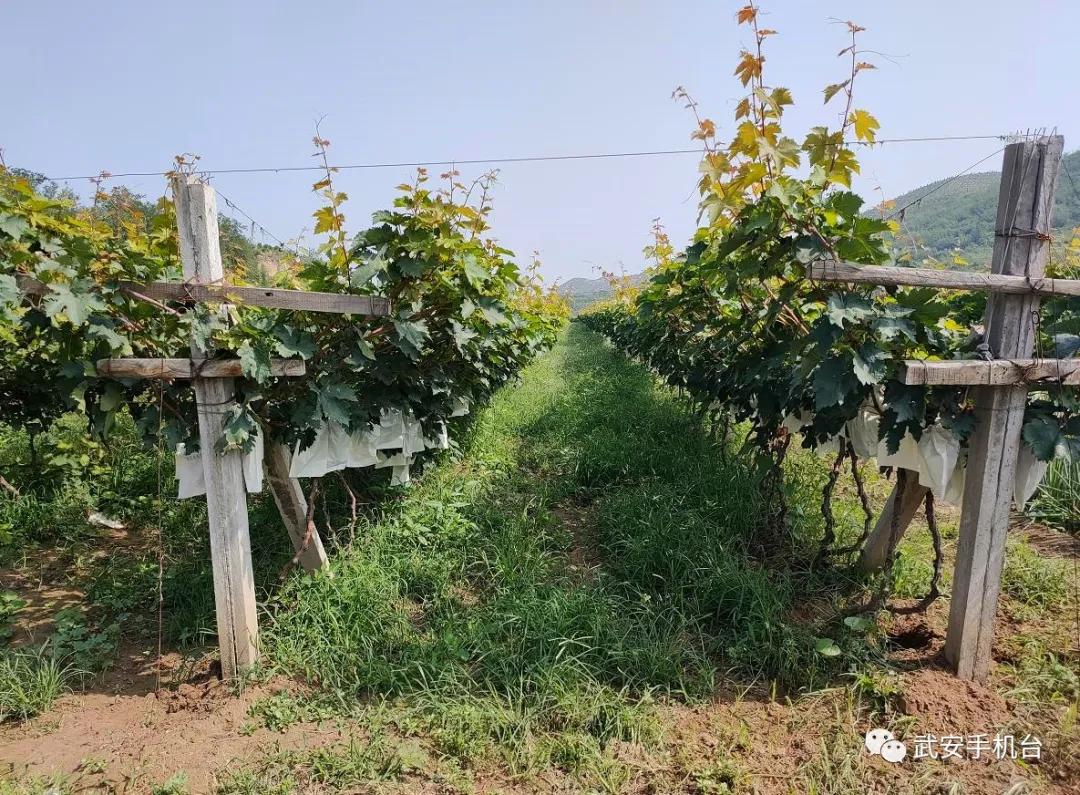 摘葡萄游乐园,摘葡萄还可以免费玩的地方