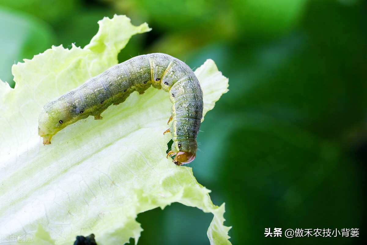 菜上的小青虫怎么治,菜青虫主要危害什么蔬菜