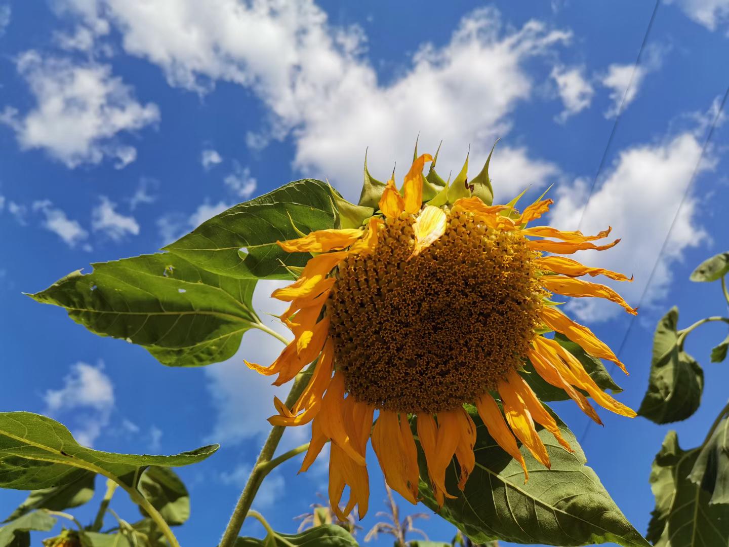 我到底该怎么办用日语怎么说,日语中的词语怎么读