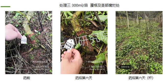 百香果苗黄化枯萎的原因,百香果苗为什么前段干枯