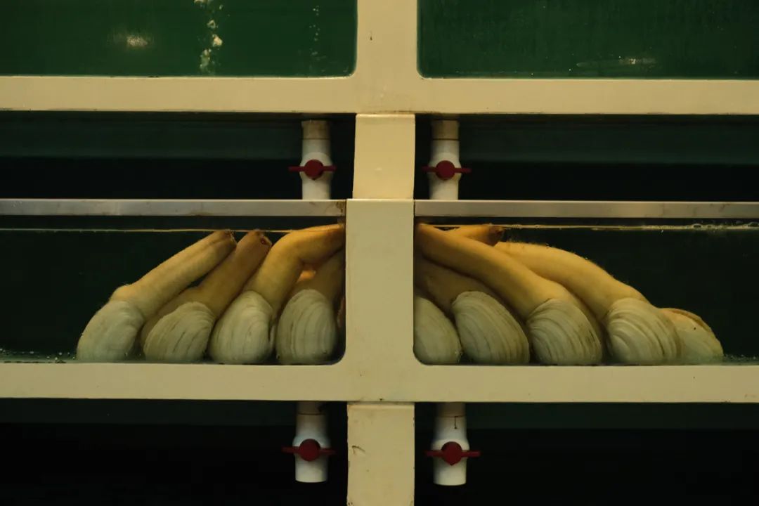 吃中国蚝的好处,吃蚝必选之地