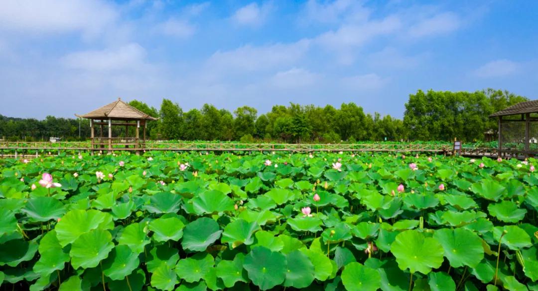 东港这么美！我要去看看