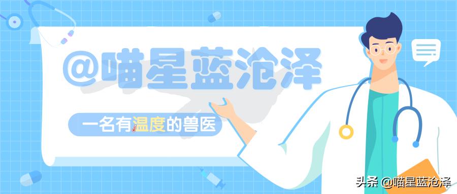 猫咪肠胃炎好了后食欲不好,猫咪肠胃炎引起的高热怎么治