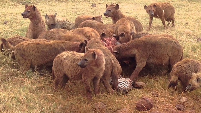 被误解的鬣狗,被误解最深的动物鬣狗