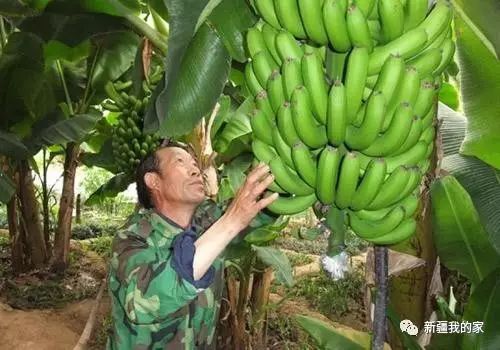 全疆25县特产,疆产特产