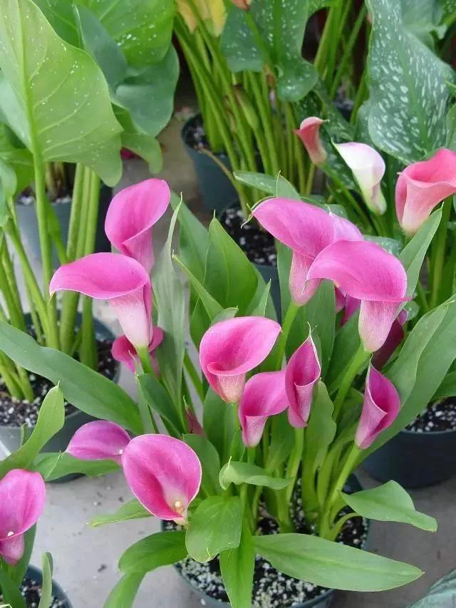 马蹄莲要醒花吗,马蹄莲一年开一次花