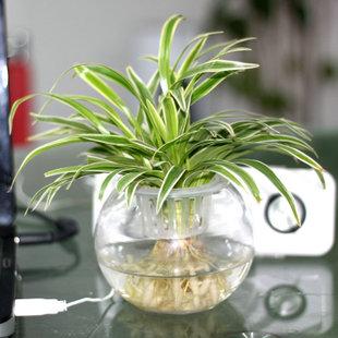 银边吊兰怎么修剪,银边吊兰怎么养