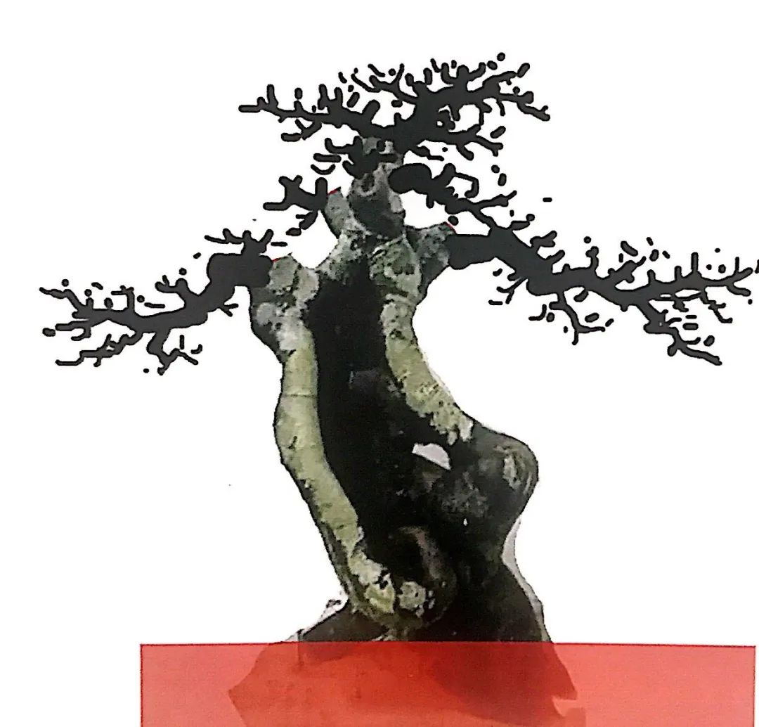 榆树盆景用的榆树是什么品种,小榆树盆景设计100种形态