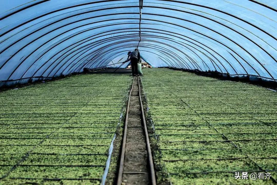 齐齐哈尔市梅里斯：面对“倒春寒”，区农业技术推广中心建议您