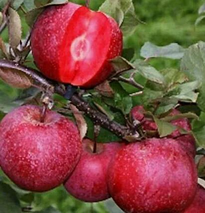 寒食节和清明节来历,寒食节和清明节的来历简单