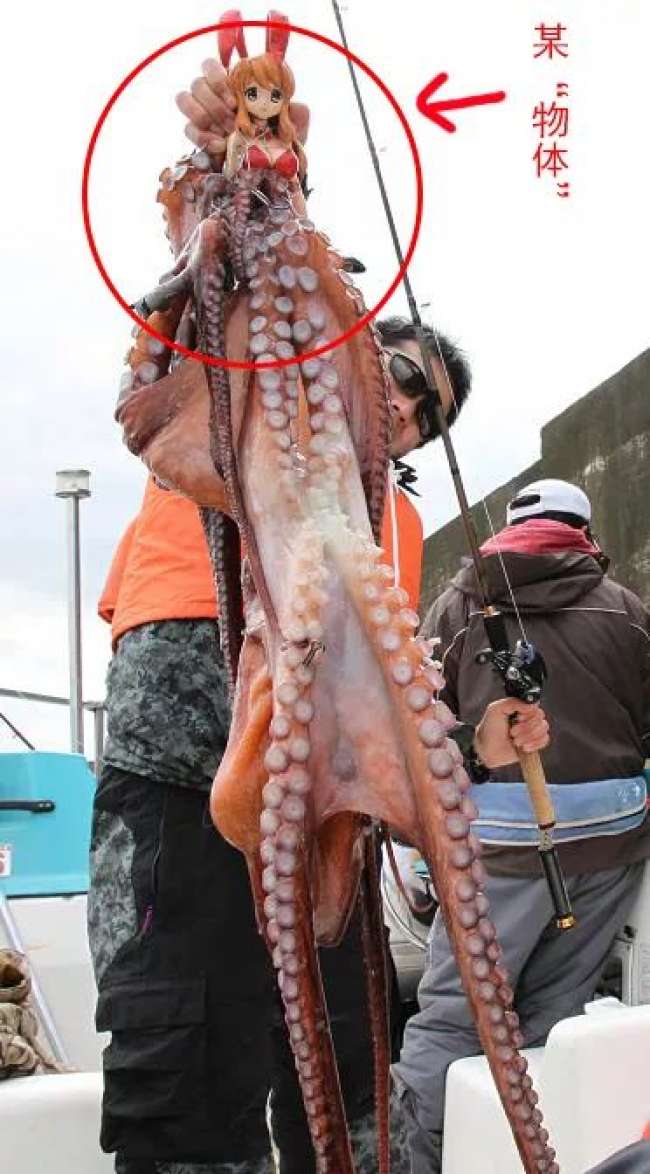 日本捕捉巨型章鱼,日本捕捉94条脚的章鱼