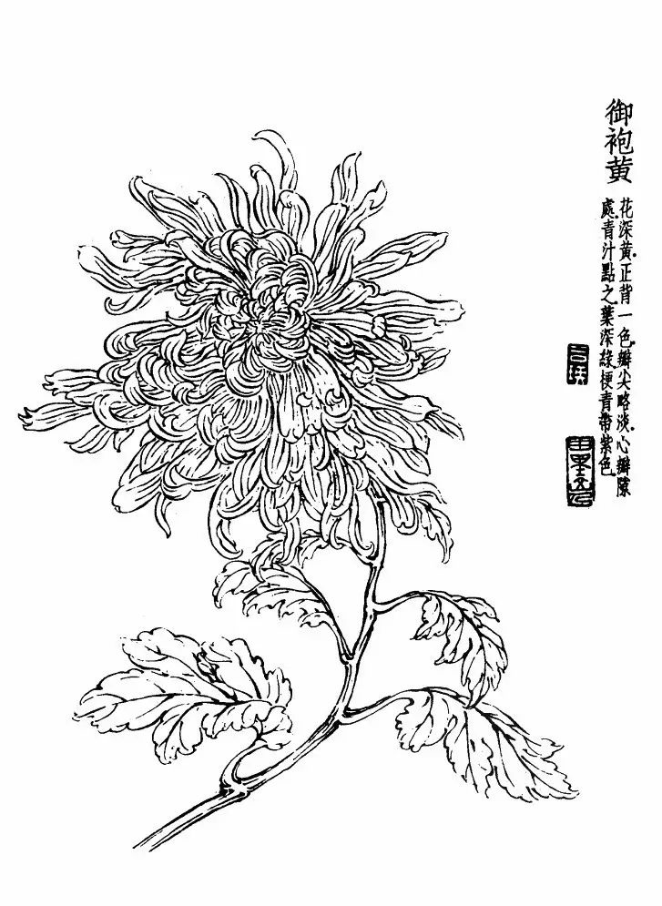 菊花白描基础花瓣的画法,白描菊花用笔