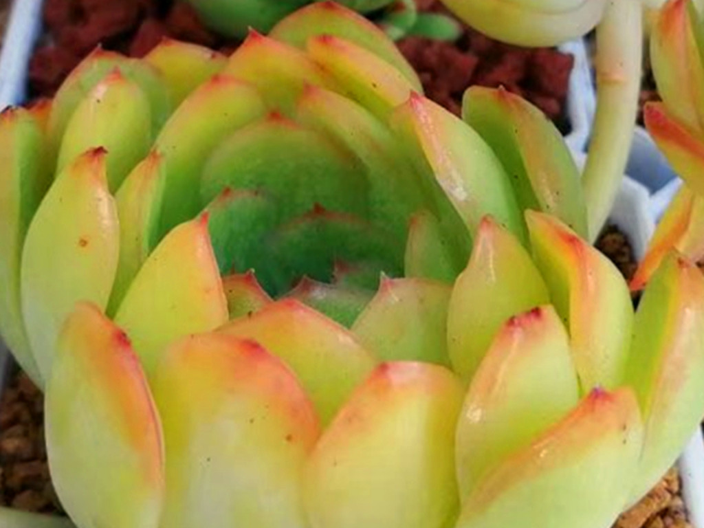 刚买多肉化水怎么挽救,多肉植物网购回来处理方法视频