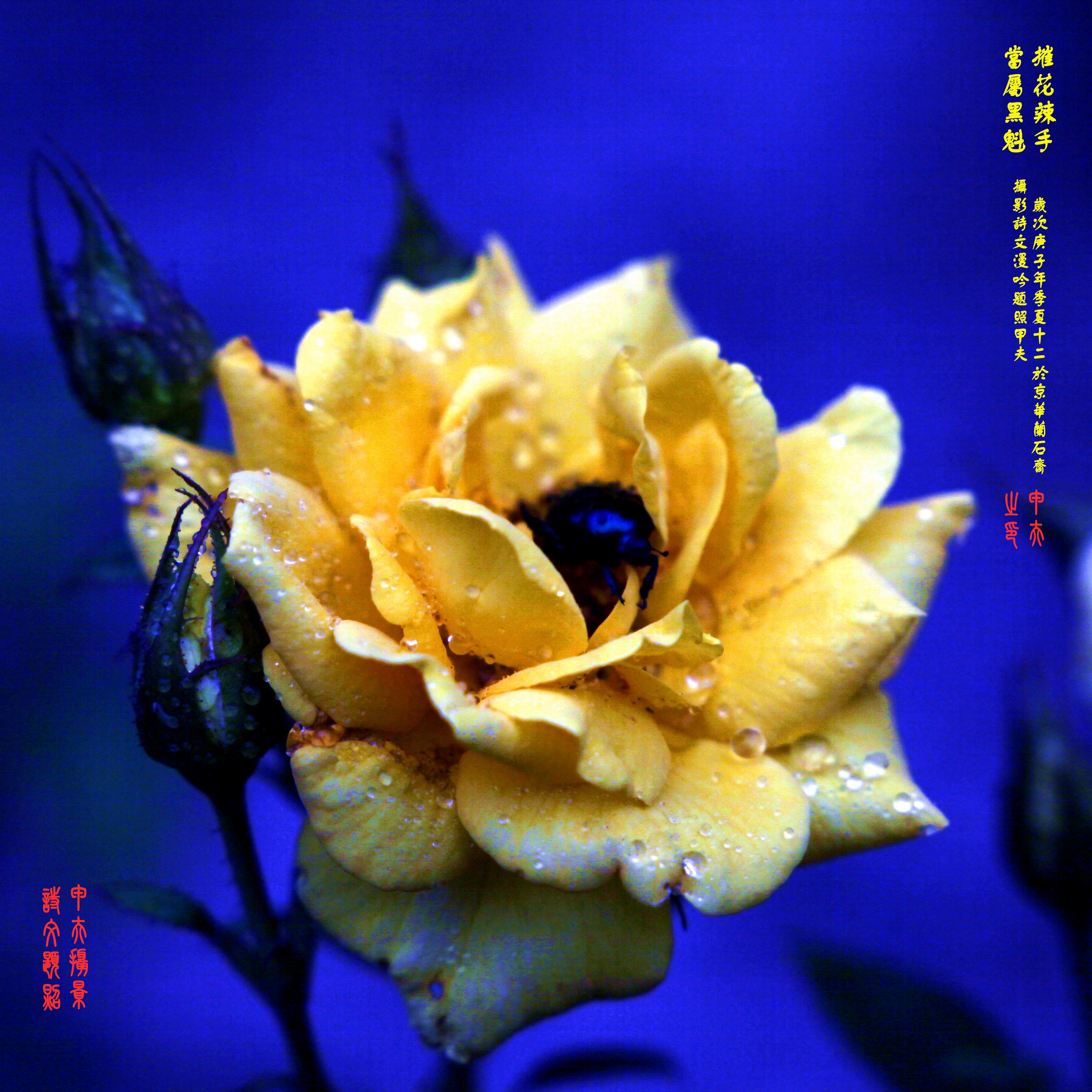 鐢插か鎽勫奖浣滃搧,鐢插か鎽勫奖浣滃搧鍥剧墖