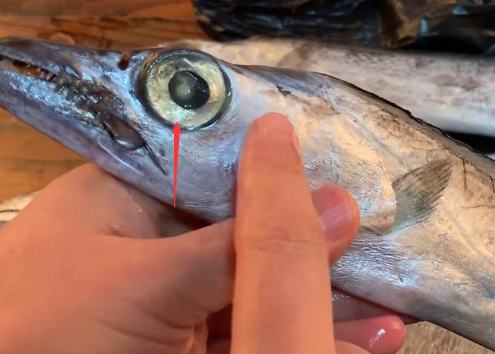 挑选带鱼的时候最好选择黄眼带鱼,选带鱼要选黄眼睛还是小眼睛