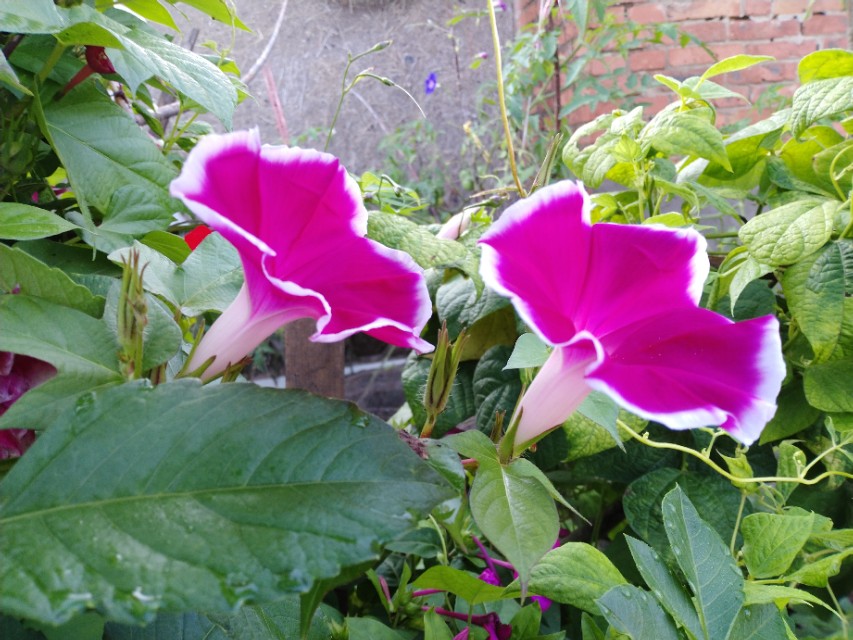 可爱的牵牛花作文400字,可爱的牵牛花的作文300字