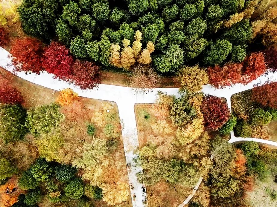 深秋回暖，安排！沪上各区的深秋美景，你准备好打卡了吗？