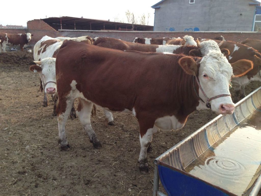 母牛流产后注意什么,母牛出现流产现象该用什么药