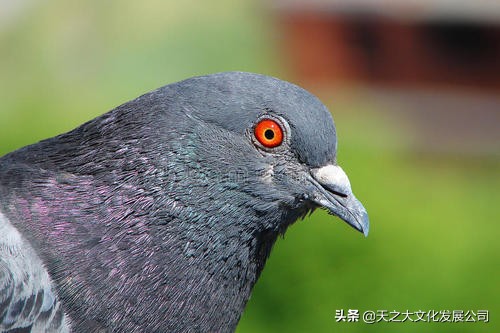 四点鉴定好的鸽子：鸽体翅膀头部体型