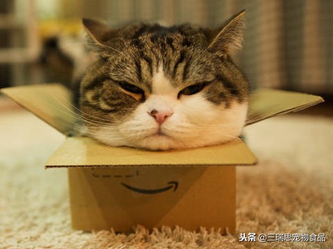 萌猫十大明星,十大萌猫排名