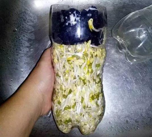 泡豆芽最简单的方法,豆芽怎么泡又快又好吃