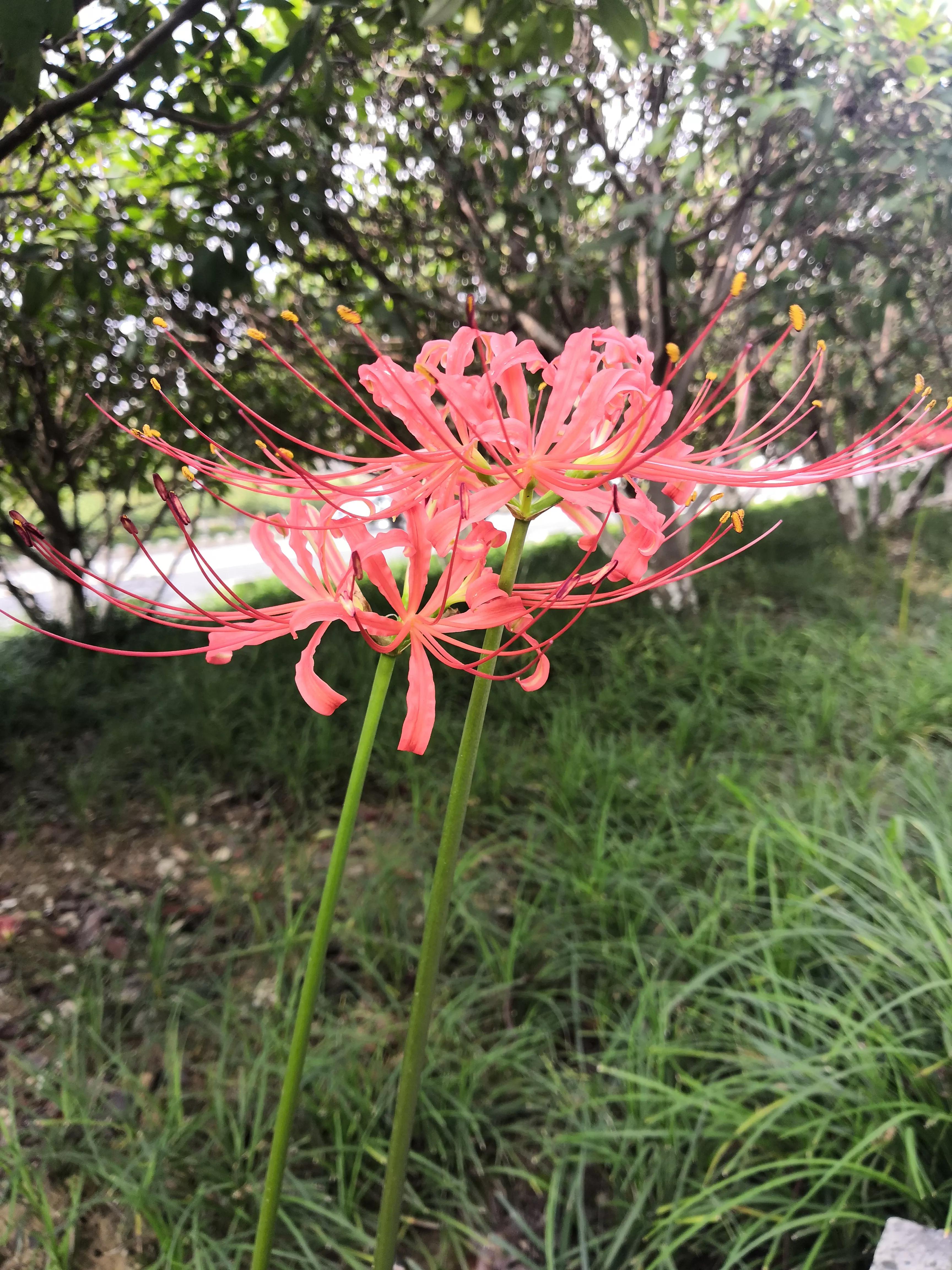 曼珠沙华有毒吗怎么养 (曼珠沙华有毒吗可以治吗)