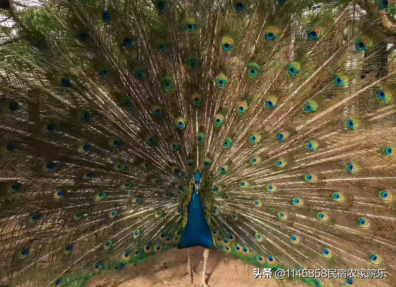 蓟县秀岭家园,蓟县梨木台秀岭农家院