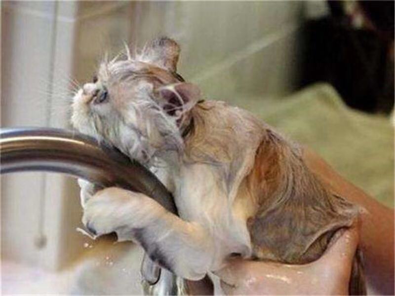 怎样给猫咪洗澡它不反抗,天气热给猫咪洗澡烘干开多少度