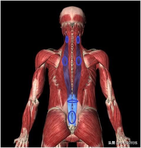 背肌倒三角训练的王牌动作,倒三角体型怎么改善背肌状态