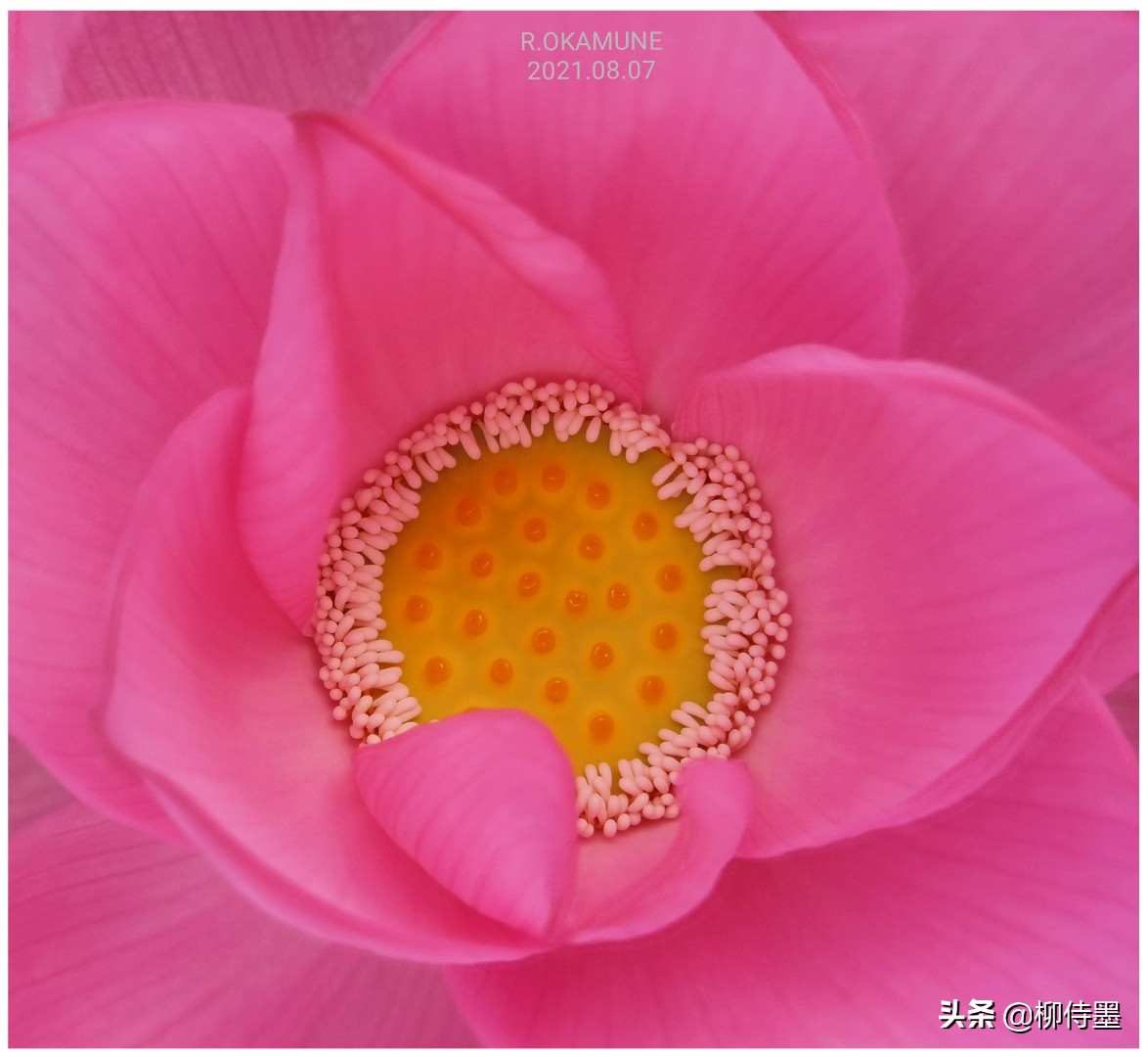 荷花怎么拍出高级感的照片航拍,荷花怎么拍出高级感的照片