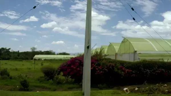 世界最大鲜花市场的销售全过程,全球最大的鲜花交易市场排名第一